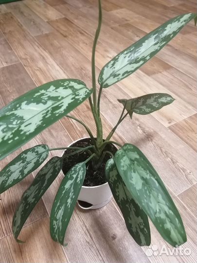 Аглаонема Трейба