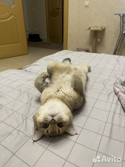 Отдам кота в добрые руки