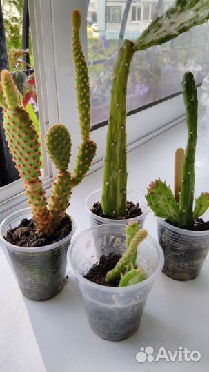 Кактусница черепашка