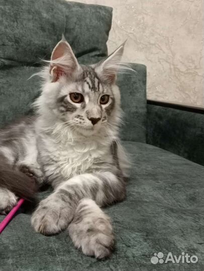 Мейн Кун котята