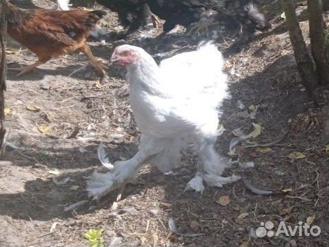 Семья брама