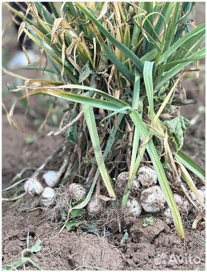 Пассивный доход до 50 процентов годовых