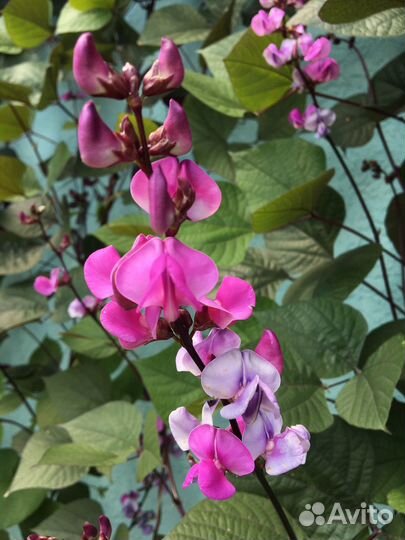 Долихос (декоративная фасоль)