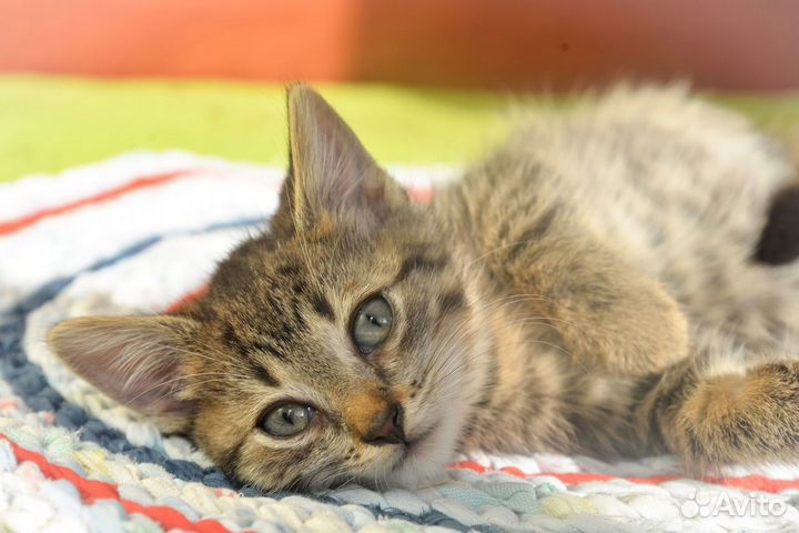 Нежный ласковый котенок мальчик 2 месяца