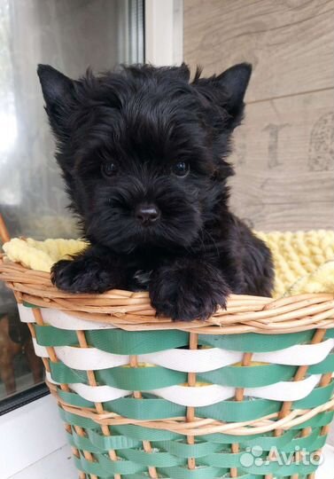 Чёрный йорк Цветной йорк