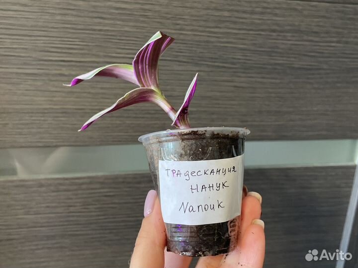 Традесканции сортовые