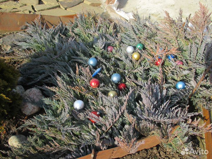 Хвойные и декоративные растения