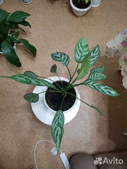 Аглаонема с горшком