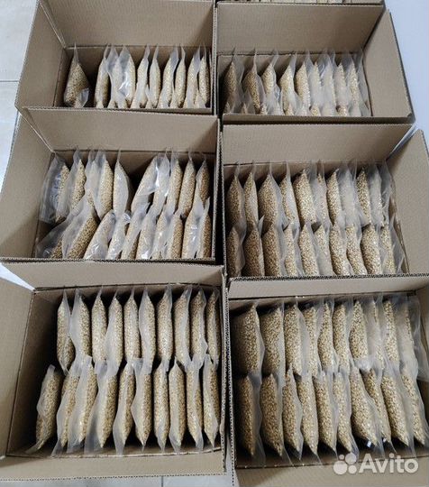 Кедровый орех оптом