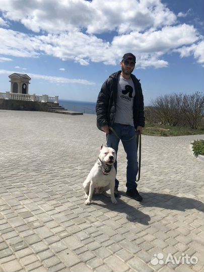 Амстаф крупный вязка