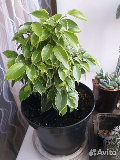 Фикус бенджамина, сорт Кинки