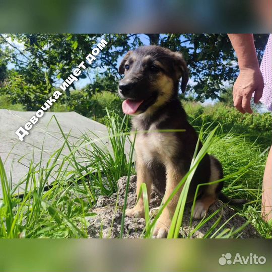 Ищут дом щенки(девочки)