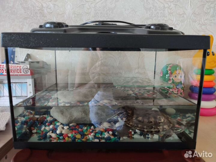 Террариум для красноухой черепахи
