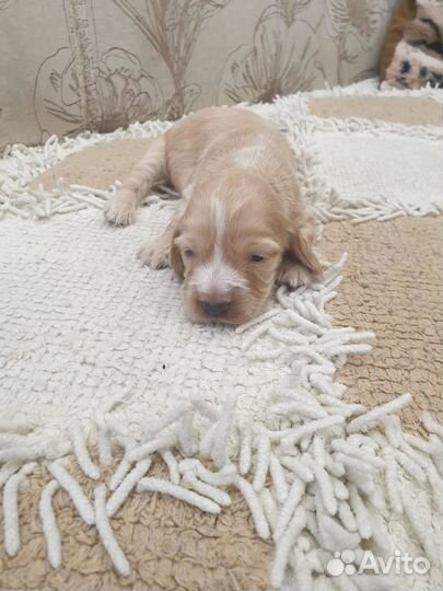 Щенки русского спаниеля