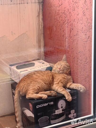 Отдам кота в добрые руки