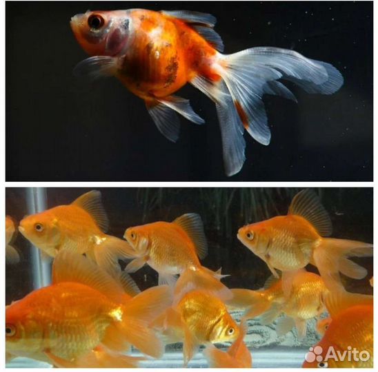 Аквариумные рыбки, тернеция