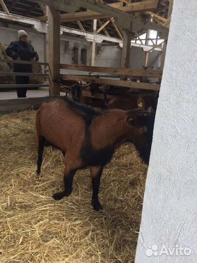 Альпийские козлики, козлы