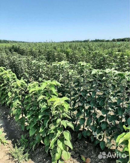 Саженцы плодовых деревьев (опт)