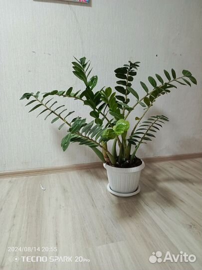 Замиокулькас