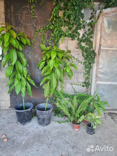 Папоротник,аспидистра, ктенанта,драцена