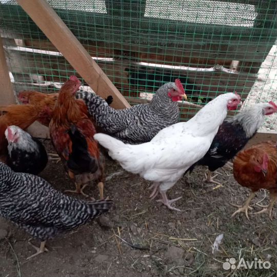 Петух Маран