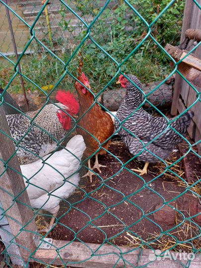 Куры несушки