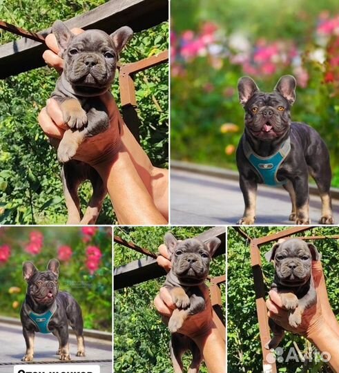 Мальчик голубой подпал в лиловую программу