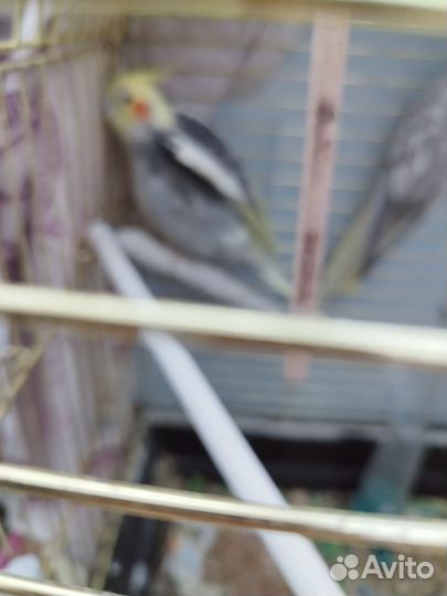 Попугай корелла мальчик