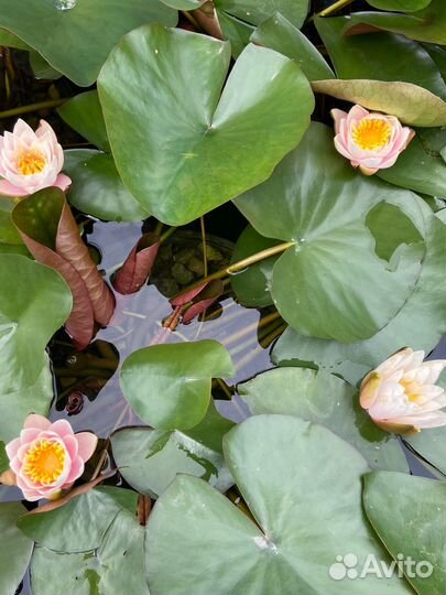 Кувшинки в горшках