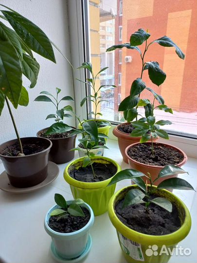 Лимонное дерево