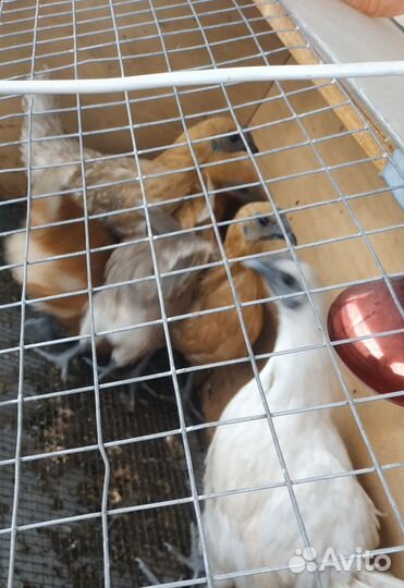 Петухи и куры чистопородные