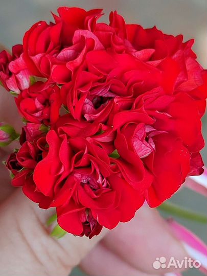 Сортовые герани