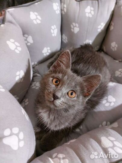 Пепельная малышка Теффи