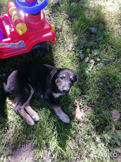 Собаки бесплатно в добрые руки щенки