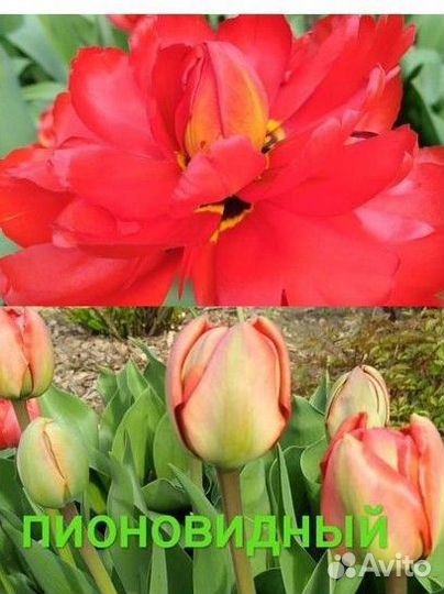 Тюльпаны луковицы