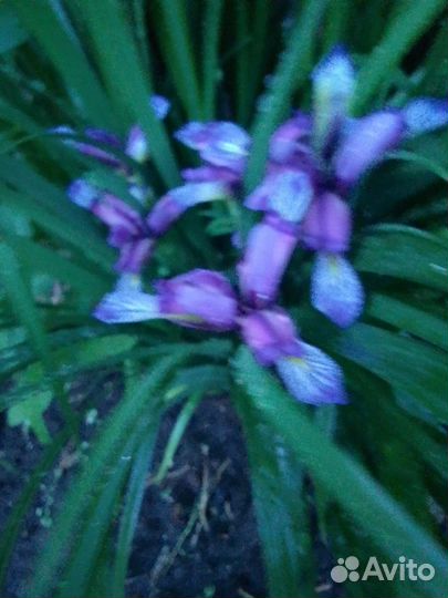 Многолетние садовые цветы