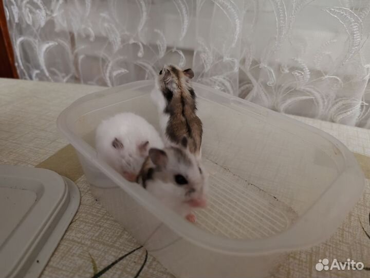 Хомички 2 чёрных 2 белых