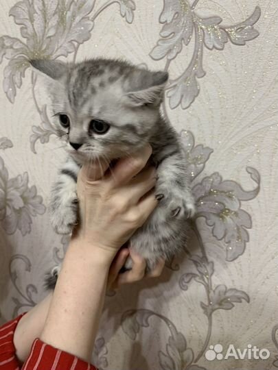 Шотланский котенок
