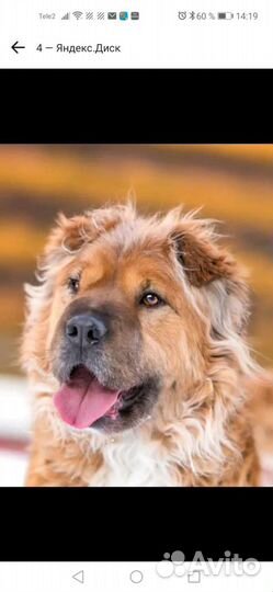 Пес шарпей Мишка 4годика кастрирован домашний