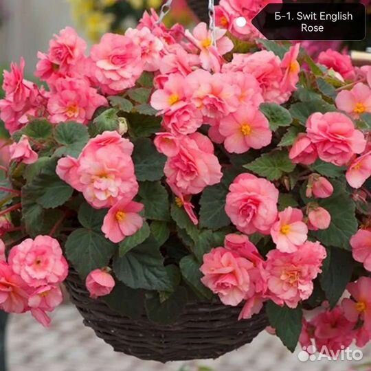 Бегония Belliconii (ампельная)