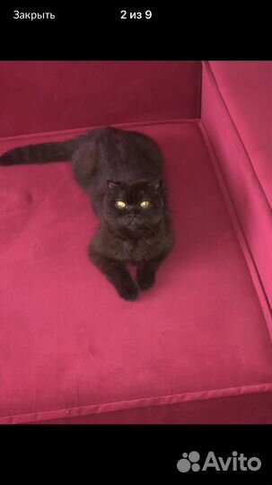 Шотландские котята шоколадного и лилового окраса