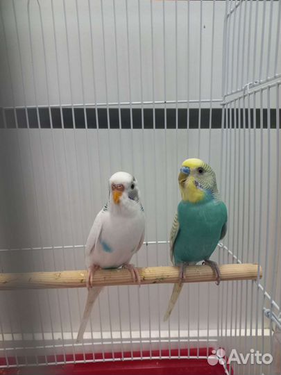 Волнистый попугай пара с клеткой