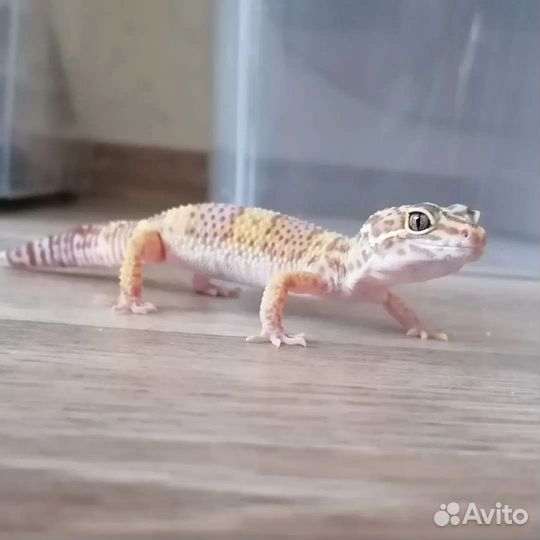Эублефар