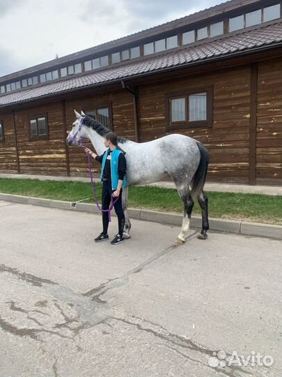 Аренда лошади