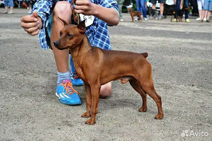 Щенки цвергпинчера