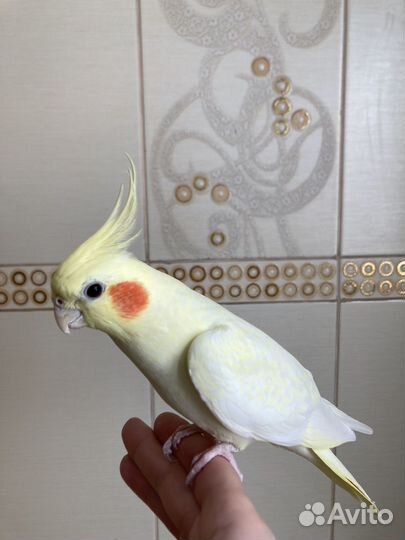 Попугай корелла