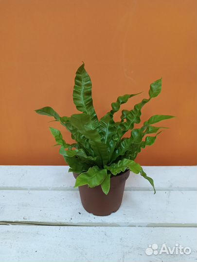 Папоротник асплениум