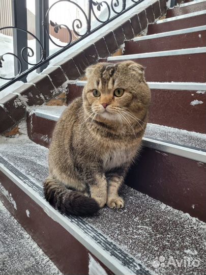 Шотландский кот вязка