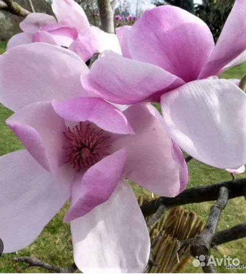 Магнолия Coastеs(котес)