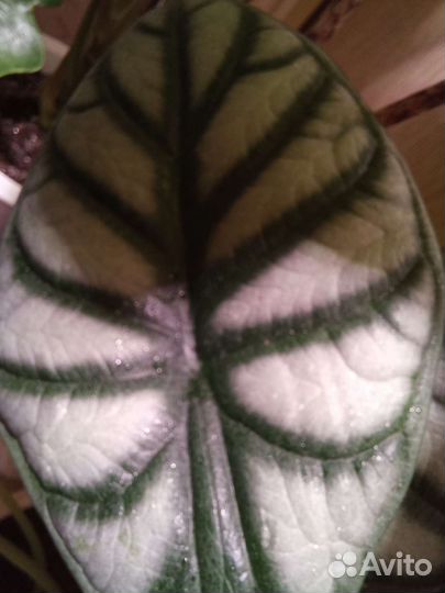 Алоказии, клубни